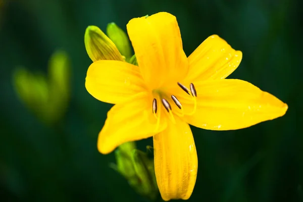 Fechar a flor de lírio amarelo florescente — Fotografia de Stock