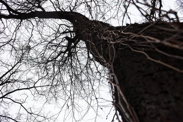 Силуэт голого дерева — стоковое фото