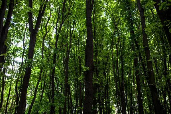 Floresta verde — Fotografia de Stock