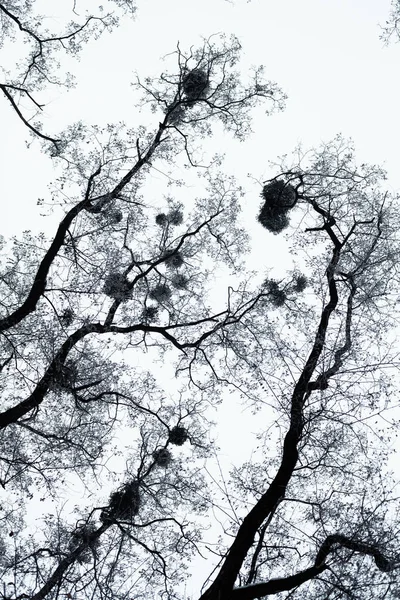 벌 거 벗은 나무 흰 덮여 — 스톡 사진