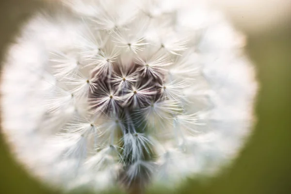 Globular head of seeds with downy tufts of the dandelion flower — Stock Photo, Image
