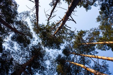 Çam ağaçlarının siluetleri