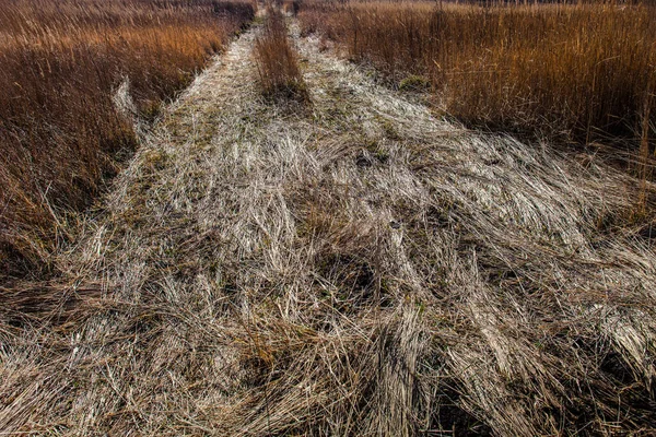Fältväg med torrt gräs trampas med bil hjul — Stockfoto