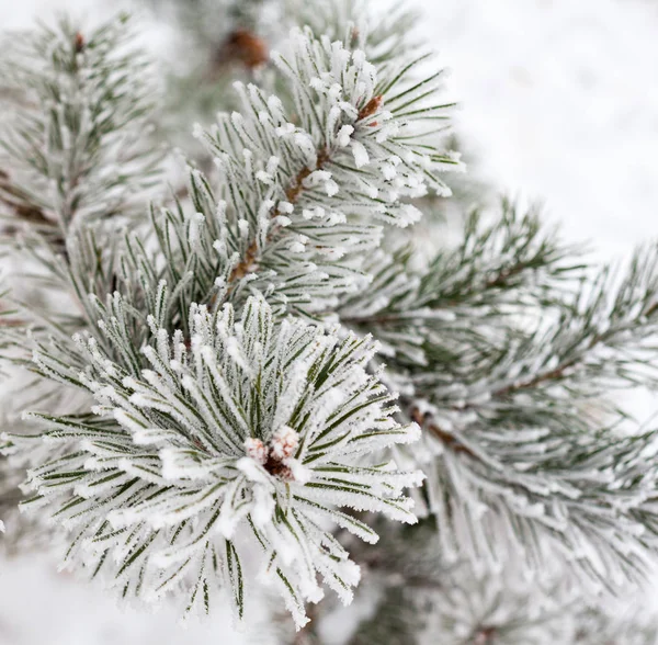 霜で覆われた針葉樹の枝 — ストック写真