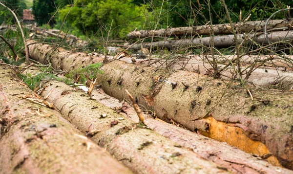Cosecha de madera. Montón de troncos de abeto cortados — Foto de Stock