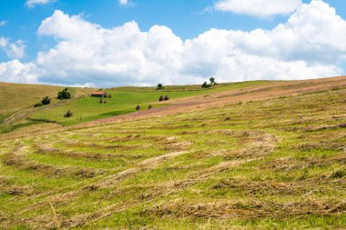 Ukrayna Karpatları 'nın yamaçlarındaki çimleri biçtim.