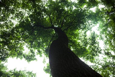 Parlak gökyüzü arkaplanına karşı yeşil ağaç
