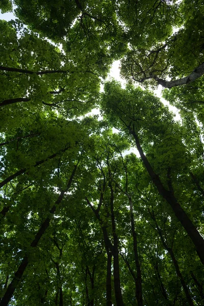 Silhouettes of green maple treetops — Stock Photo, Image