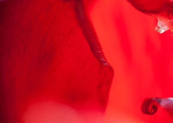 Лепестки цветка красного тюльпана — стоковое фото