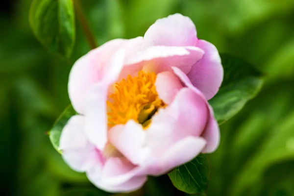 Pale pink peony flower — Stock Photo, Image