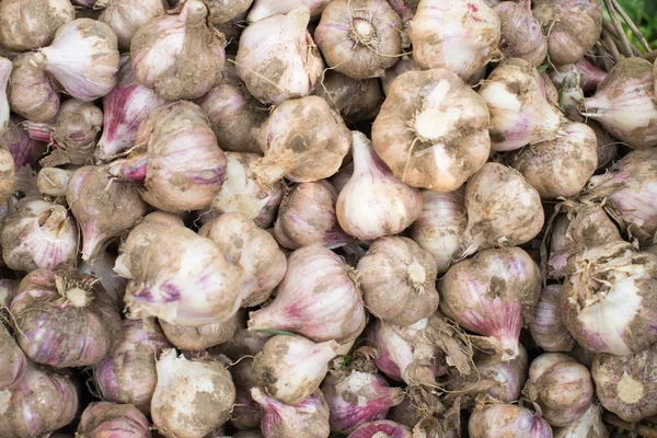 Fresh bulbs of garlic. Background — Stock Photo, Image