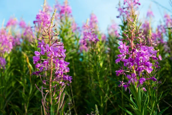 Fireweed (Epilobium or Chamerion angustifolium) — Stock Photo, Image