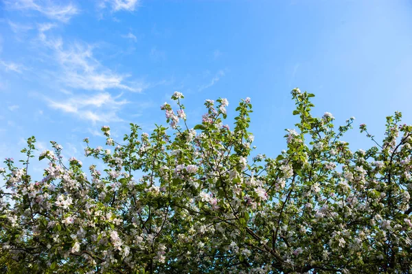 Blommande grenar av äppelträdet mot den blå himlen — Stockfoto