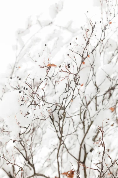 겨울 가지들. — 스톡 사진