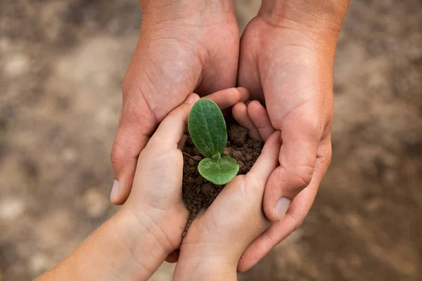 Kid\'s and grown-up\'s hands holding a young plant.