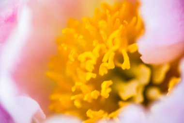 Soluk Pembe Şakayık Çiçeği