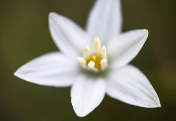 Біла квітка орнітогалу — стокове фото