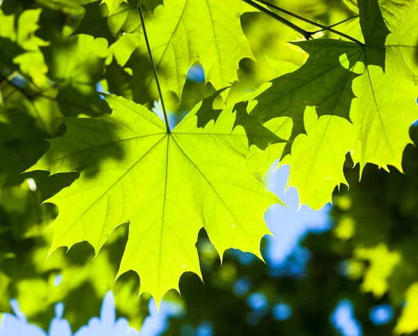 Foglie d'acero verde al sole — Foto Stock