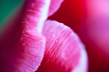 Pembe lale çiçeğinin taç yapraklarına yakın çekim