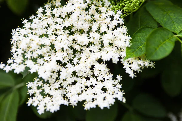 Λευκά άνθη του μαύρου γέροντα (Sambucus) — Φωτογραφία Αρχείου