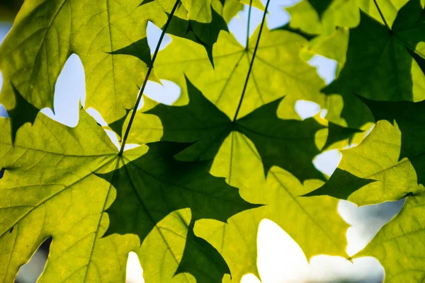 Green maple leaves in the sunshine