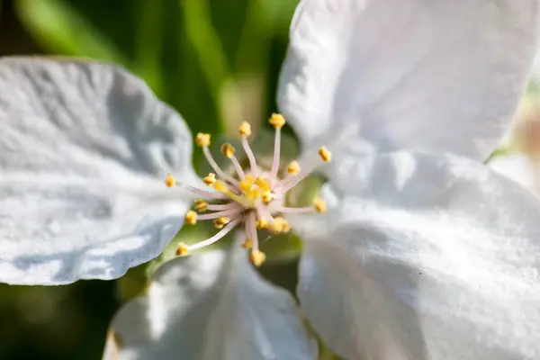 Крупним Планом Квіти Яблуні — стокове фото