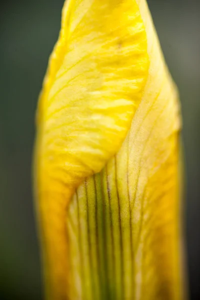 Close Petal Yellow Iris Flower — Stock Photo, Image