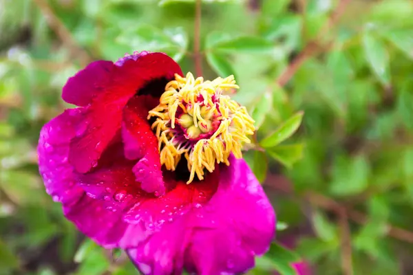 Pink Peony Flower Drops Dew — Stock Photo, Image