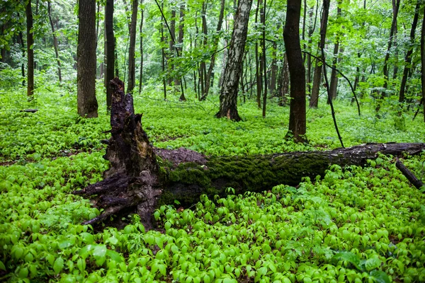 地面に倒木のある緑の夏の森 — ストック写真