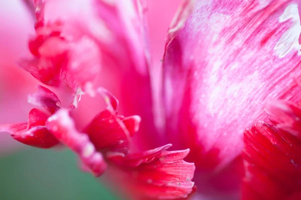 粉色郁金香花花瓣 靠近点 — 图库照片