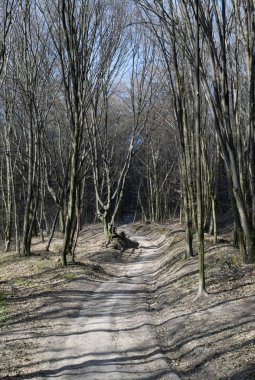 Yapraksız bir ormanda kirli bir yol. Çıplak ağaçlar. Baharın erken saatlerinde güneşli bir gün.
