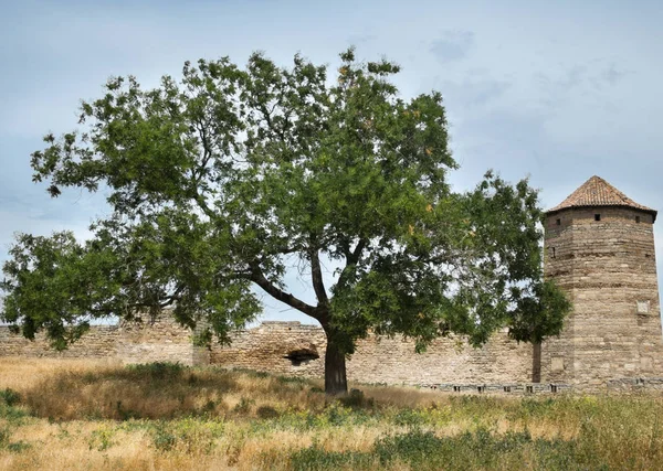 Δέντρο Κοντά Στο Φρούριο Akkerman Bilhorod Dnistrovskyi Στην Ουκρανία Μεσαιωνικό — Φωτογραφία Αρχείου