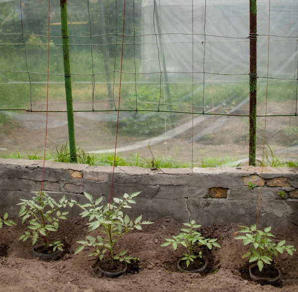 Cultiver Les Tomates Serre Jeunes Plants Tomate Agriculture Agriculture — Photo