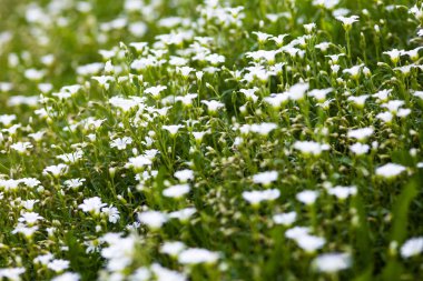 Stellaria holostea 'nın beyaz çiçekleri (daha büyük dikişotu veya addersmeat))