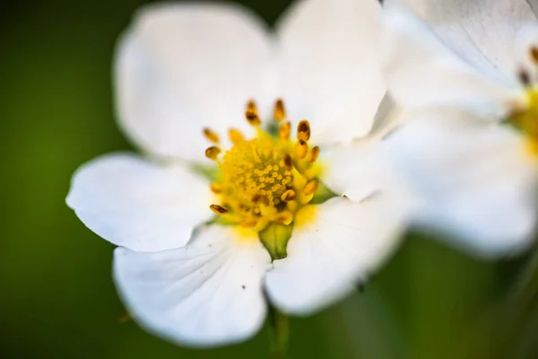 Білі Квіти Дикої Полуниці — стокове фото