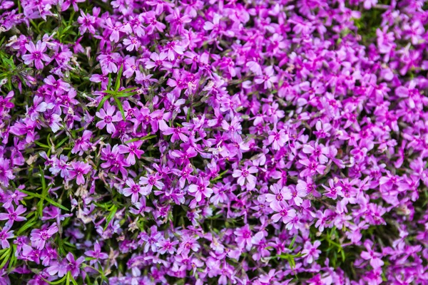 春に咲くピンクのフロックス フロックス スブラタ — ストック写真
