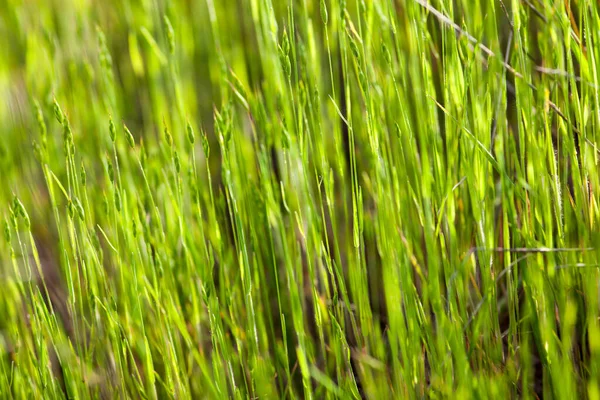 Hierba Verde Prado Verano Bajo Sol — Foto de Stock