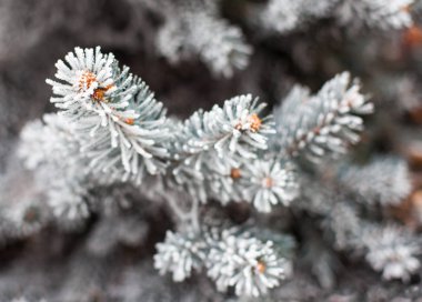 Toprakla kaplı kozalaklı dallar. Kapat..