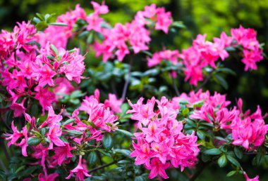 Pembe rhododendron çiçekleri. Kapat..