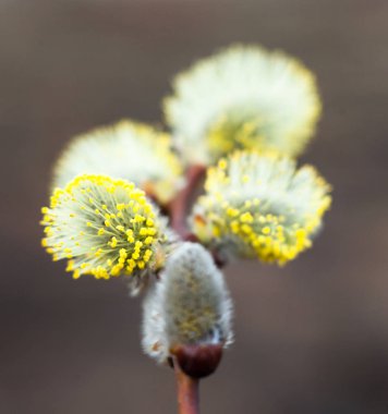 Söğüt ağacının çiçek açmış çiçekleri. Kapat..