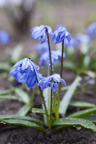 Flores Scilla Azul Floreciendo Principios Primavera Cerca —  Fotos de Stock