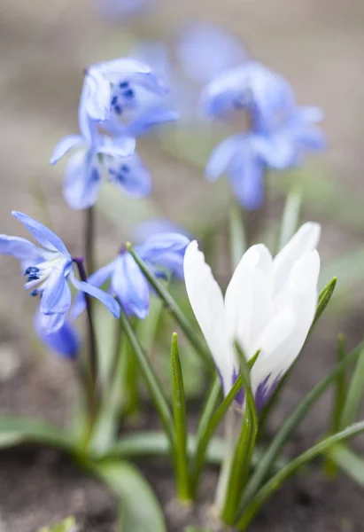 Crocus Blanco Flores Scilla Azul Que Florecen Principios Primavera —  Fotos de Stock