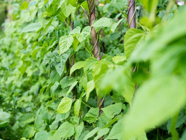 Cultivando Los Frijoles Phaseolus Vulgaris Viñas Verdes Hojas Arrastrándose Sobre —  Fotos de Stock