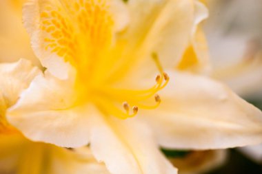 Rhododendron çalısının sarı çiçeği. Kapat..