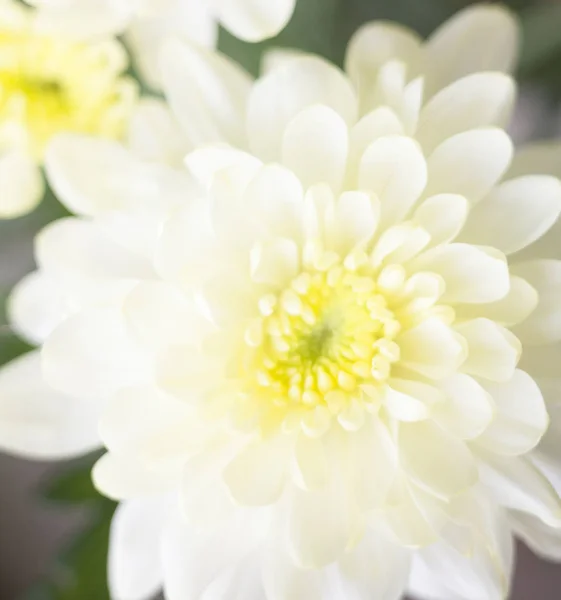 Witte Chrysant Bloemen Het Boeket Sluiten — Stockfoto