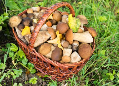 Yeşil çimlerin üzerindeki hasır sepette mantarlar (porcini ve chanterelles).