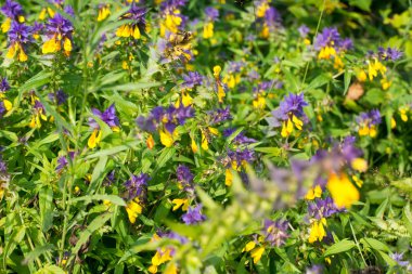 Yeşil yaz çayırında (Melampyrum nemorosum) odun inek buğday çiçekleri.