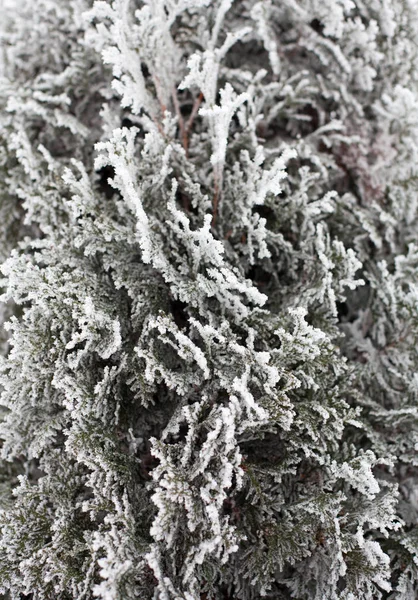 Coniferous Thuja Branches Covered Hoarfrost Winter Forest — Stock Photo, Image