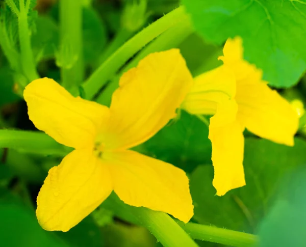 Cucurbita Pepo 은노란 과푸른 잎이다 — 스톡 사진