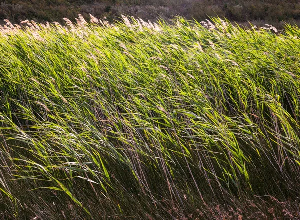 Groot Gras Het Veld Een Zonnige Winderige Dag — Stockfoto